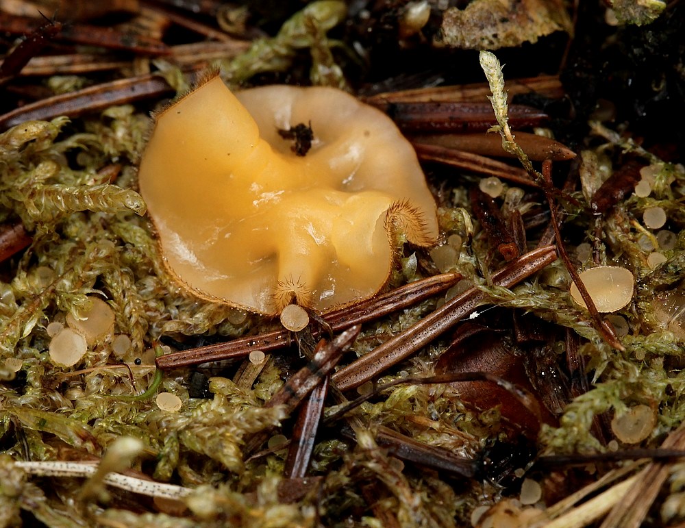 Mose-Børstebæger (Humaria velenovskyi)