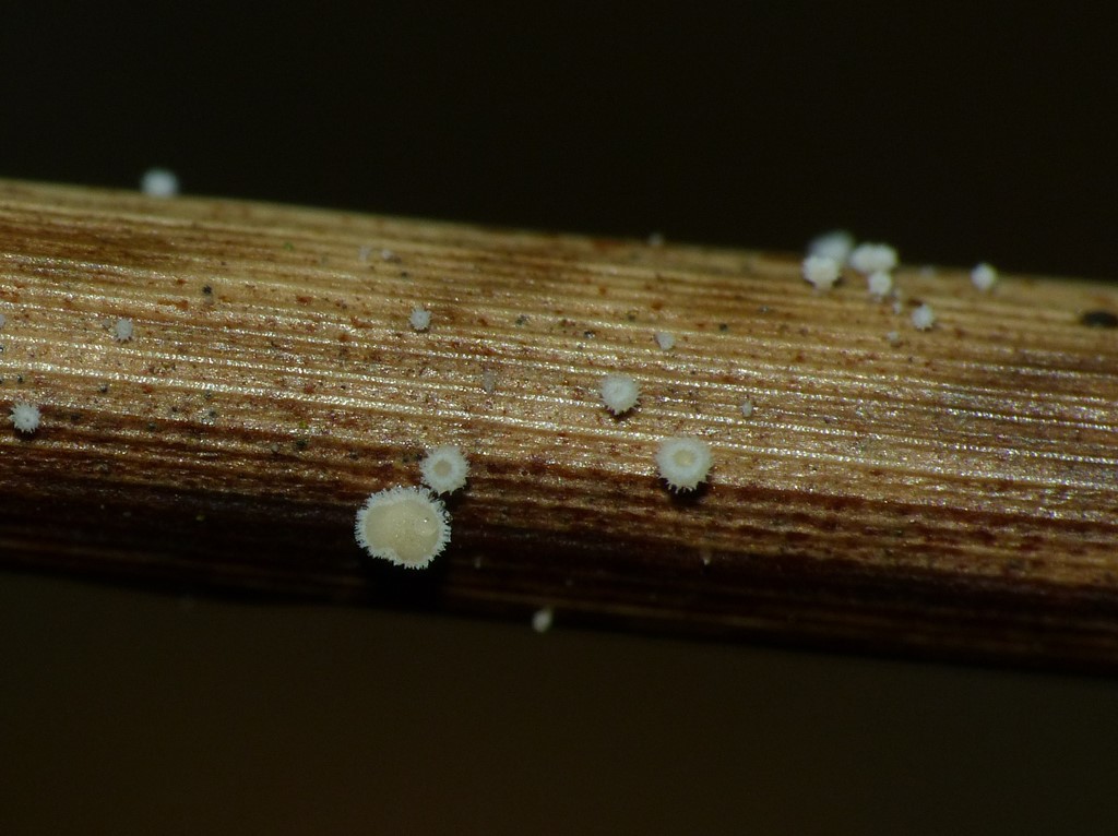 Siv-Frynseskive (Lachnum apalum)