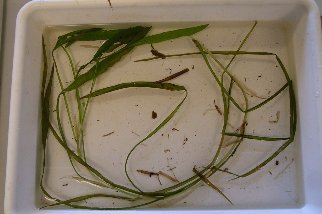 Svømmende x Langbladet Vandaks (Potamogeton x vepsicus)