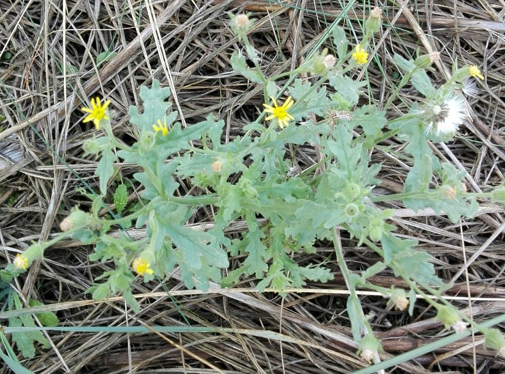 Klit-Brandbæger (Senecio vulgaris var. denticulatus)