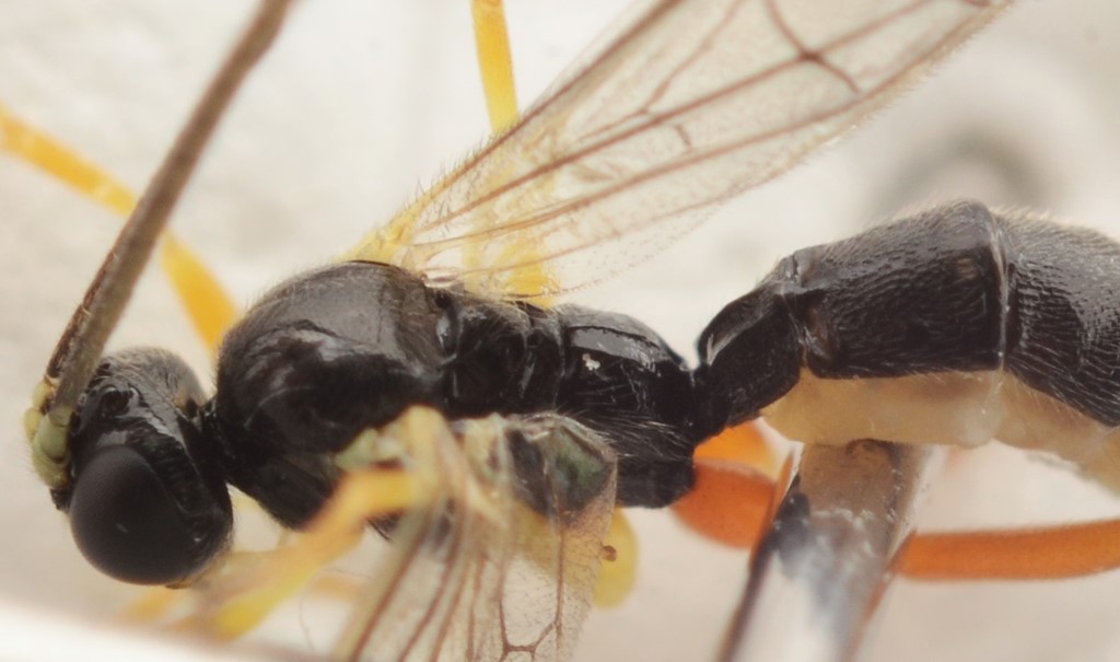 Scambus vesicarius (Scambus vesicarius)