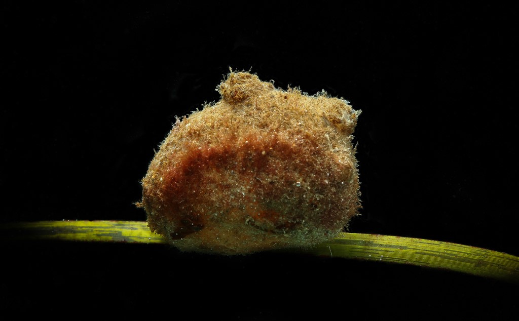 Lådden Søpung (Molgula manhattensis)