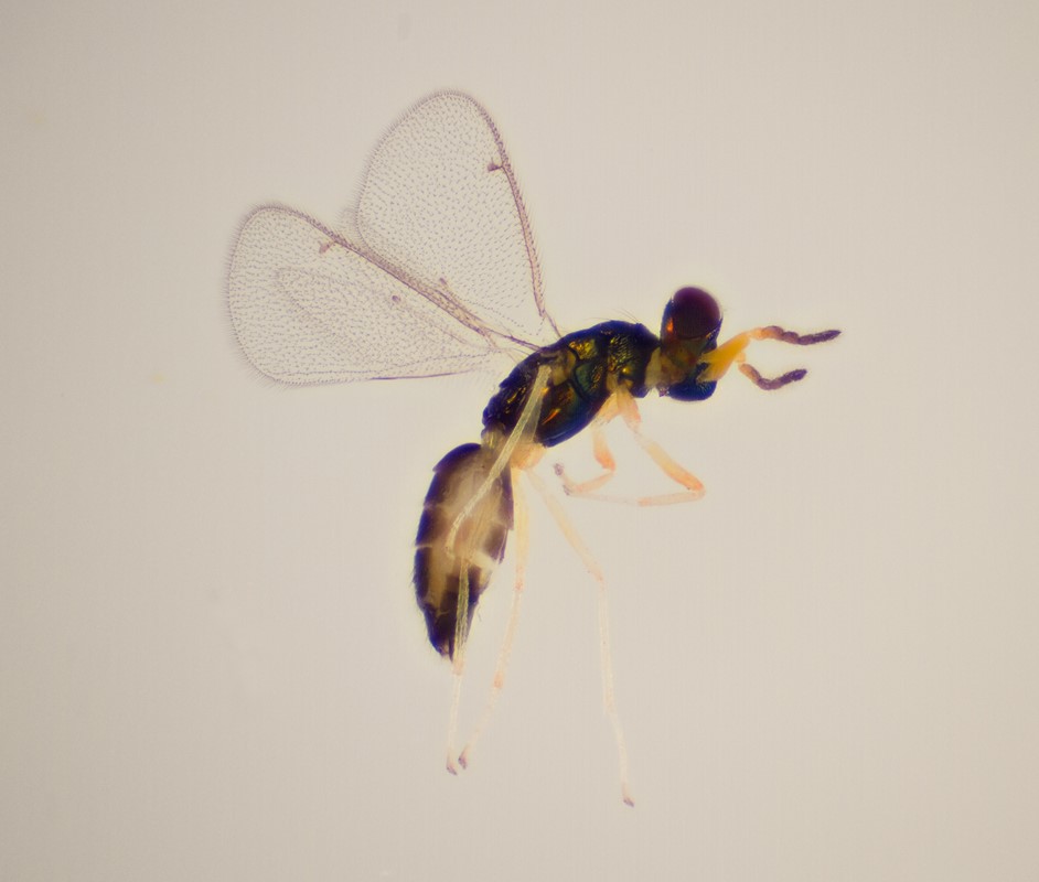 Chrysocharis illustris (Chrysocharis illustris)