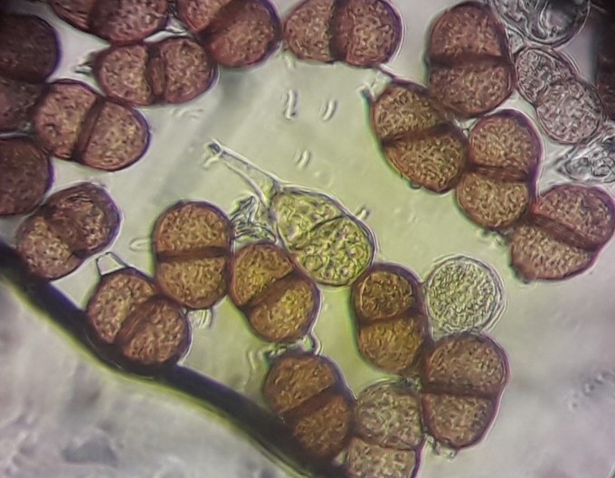 Puccinia retifera (Puccinia retifera)