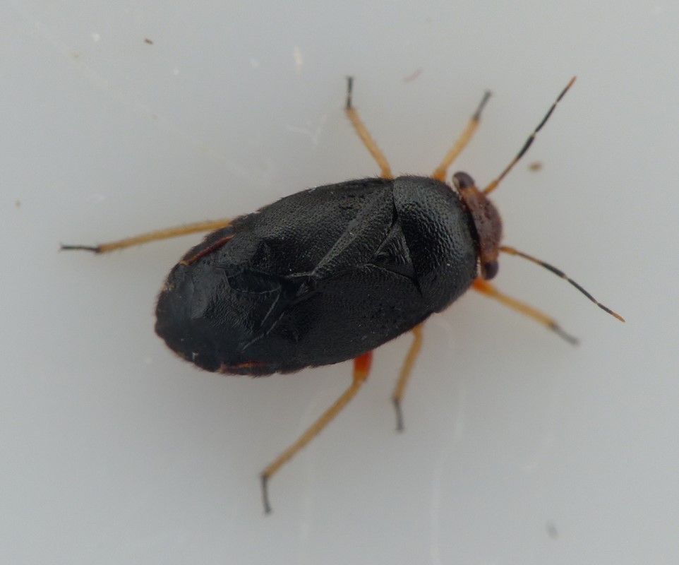 Stor Klokkeblomsttæge (Strongylocoris leucocephalus)