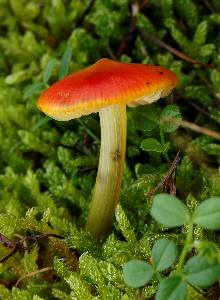 Klit-Vokshat (Hygrocybe conicoides)