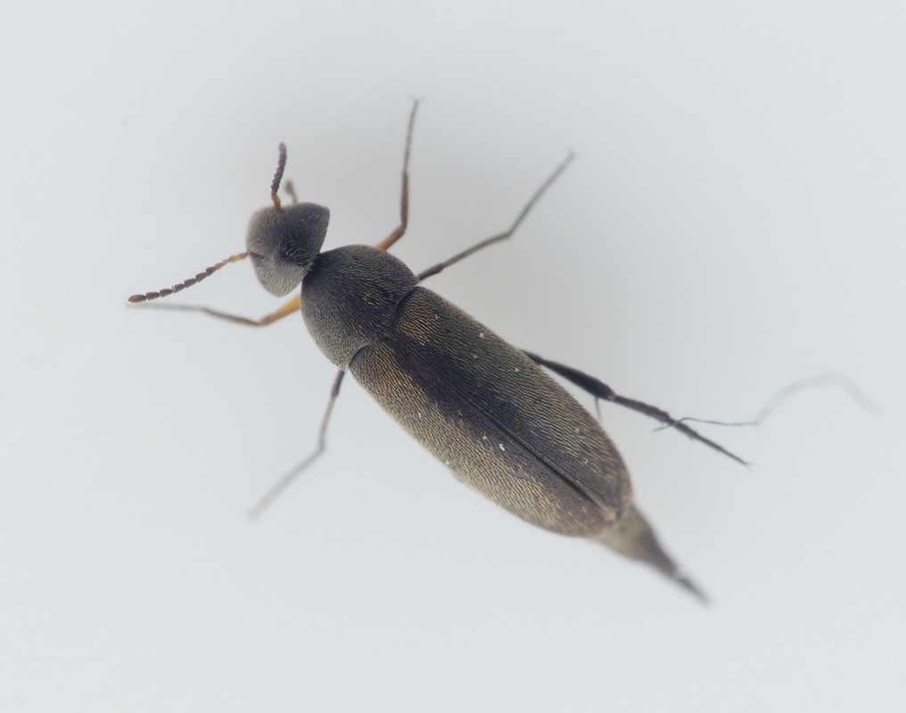 Mordellistena weisei (Mordellistena weisei)