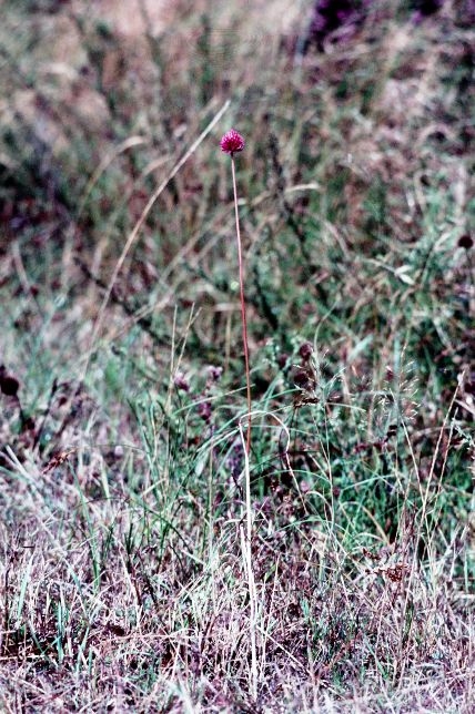 Rundhoved-Løg (Allium sphaerocephalon)