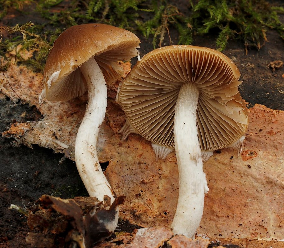 Psathyrella fagetophila (Psathyrella fagetophila)