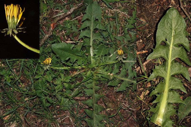 Måne-Vejmælkebøtte (Taraxacum lunare)