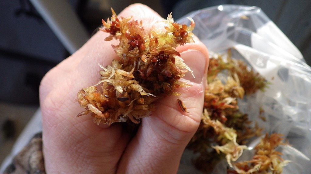 Sphagnum medium (Sphagnum medium)