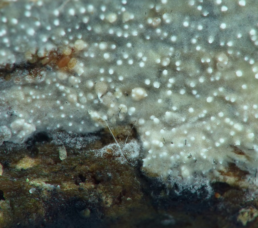 Brevicellicium olivascens (Brevicellicium olivascens)