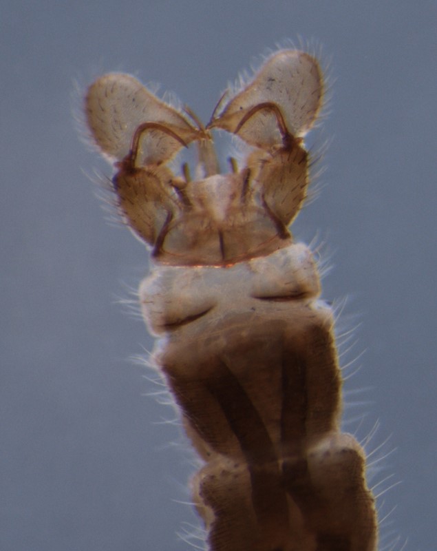 Dicranomyia didyma (Dicranomyia didyma)