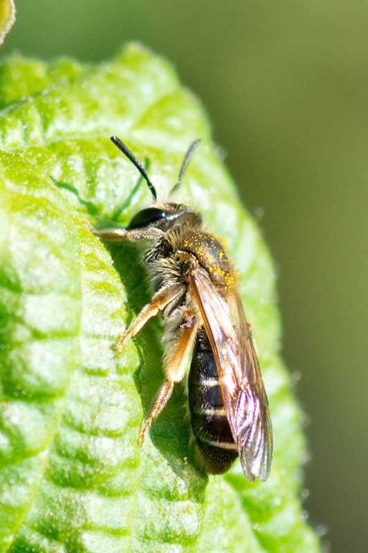 Gulbenet Jordbi (Andrena chrysosceles)