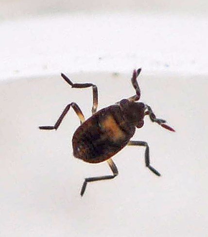 Microvelia sp. (Microvelia sp.)