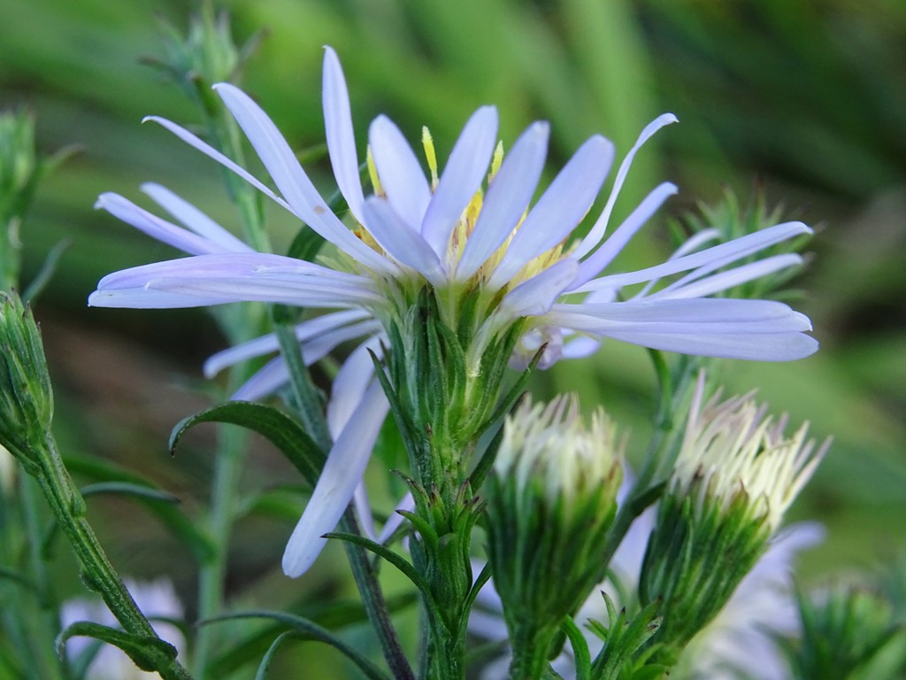 Lancetbladet Asters (Symphyotrichum lanceolatum)