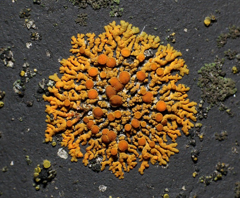 Fjeld-Væggelav (Rusavskia elegans)