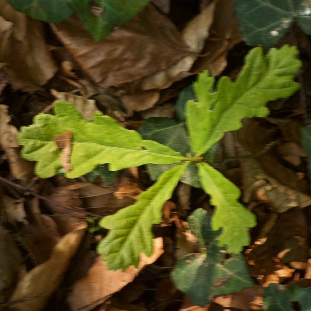 Stilk-Eg (Quercus robur)