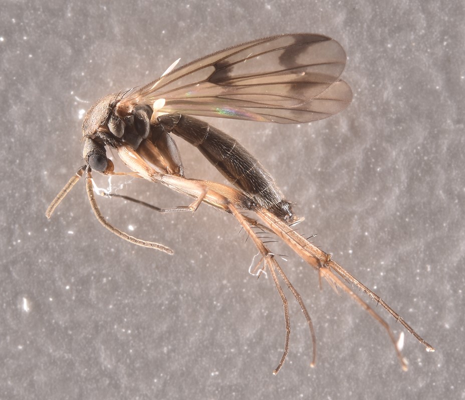 Mycetophila lastovkai (Mycetophila lastovkai)