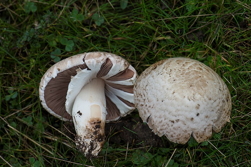 Kyst-Champignon (Agaricus litoralis)