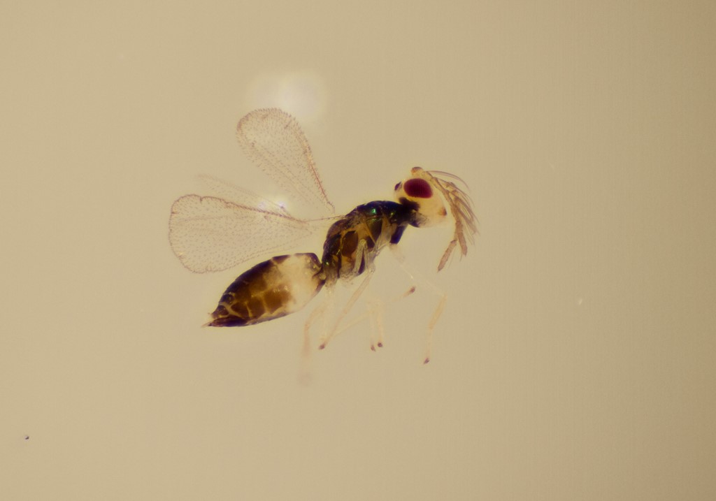 Minotetrastichus frontalis (Minotetrastichus frontalis)