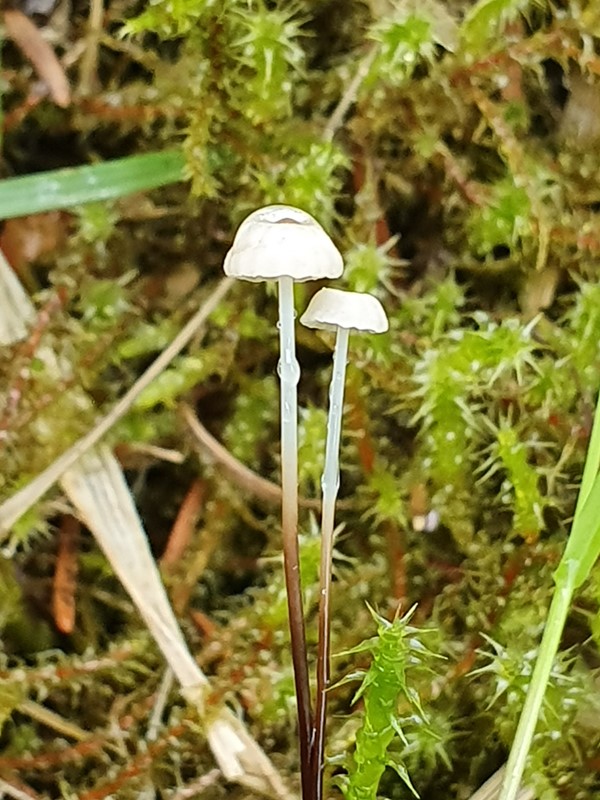 Marasmius wettsteinii (Marasmius wettsteinii)