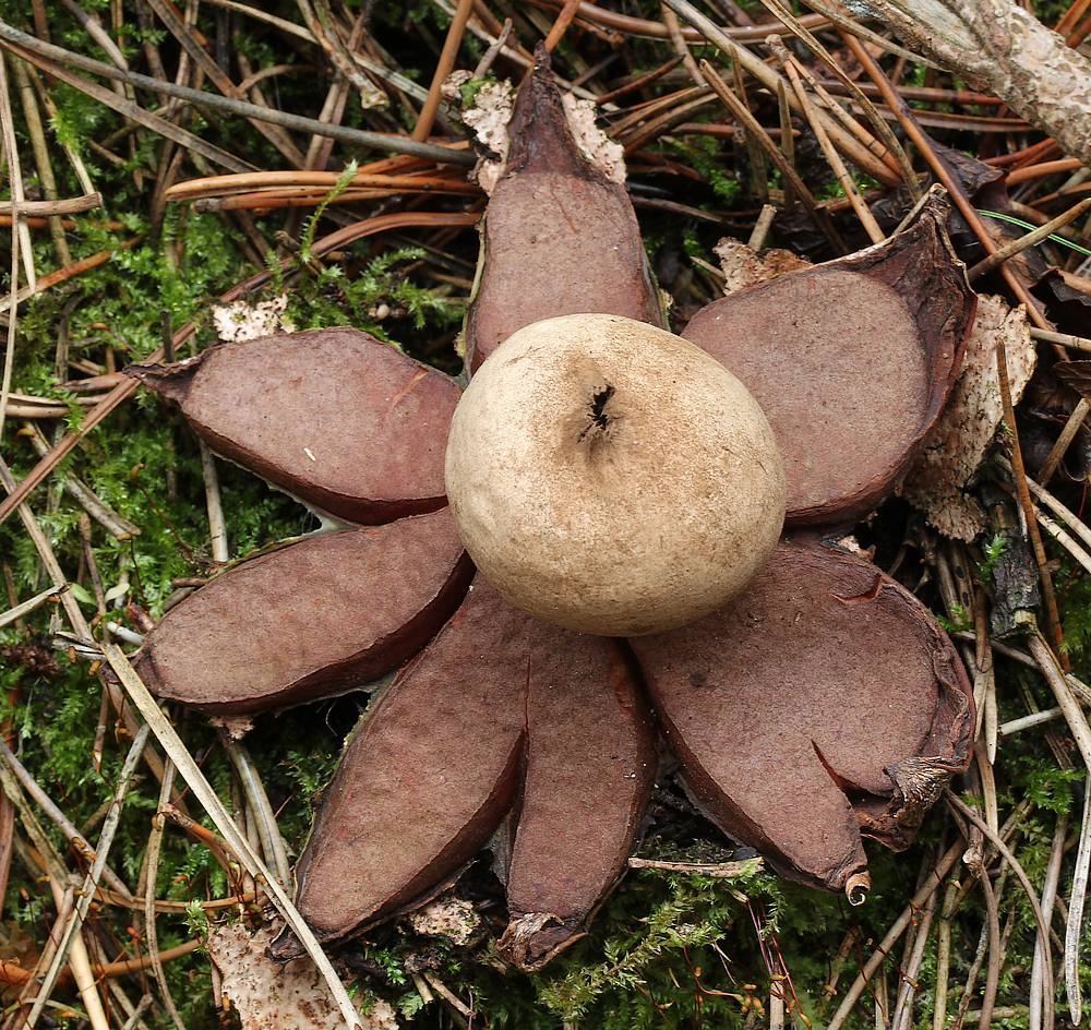 Kødfarvet Stjernebold (Geastrum rufescens)