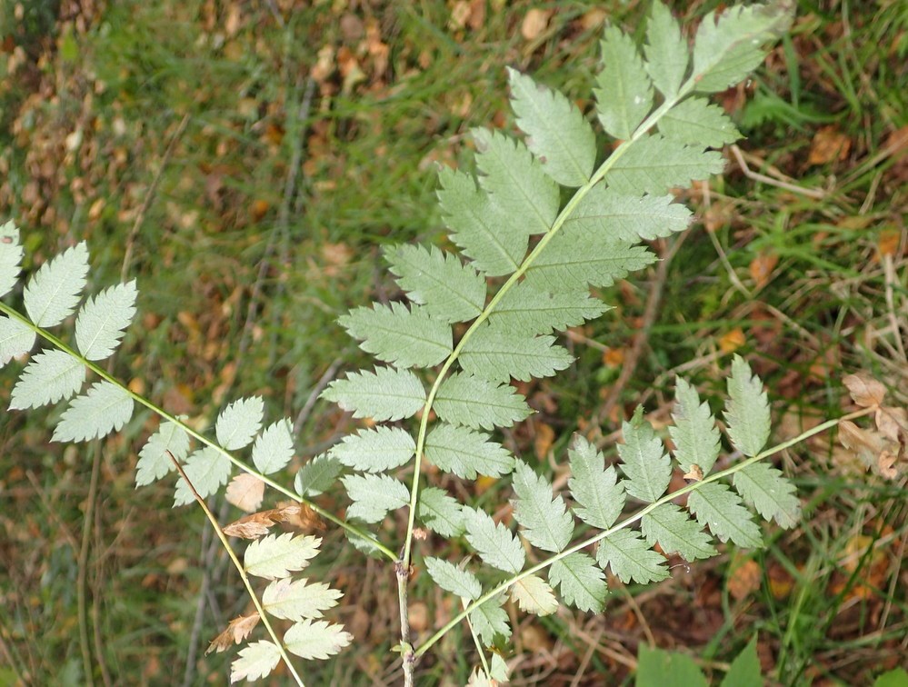 Perle-Røn (Sorbus koehneana)