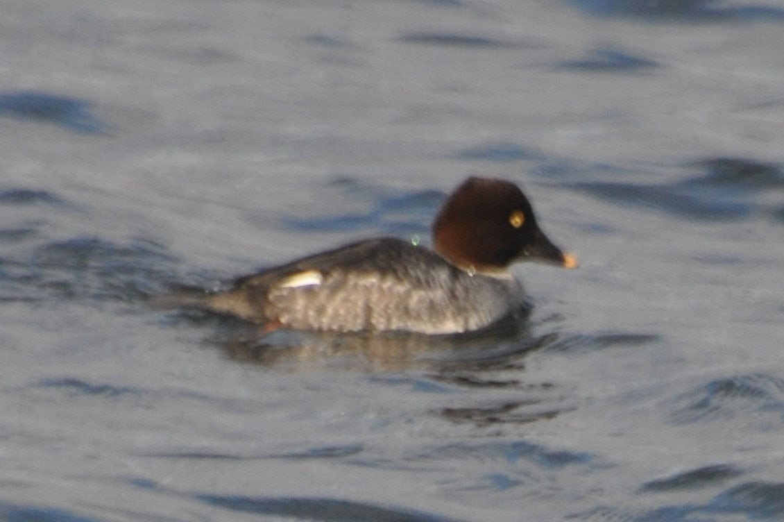 Hvinand (Bucephala clangula)