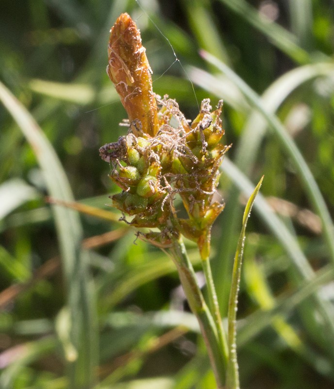 Vår-Star (Carex caryophyllea)