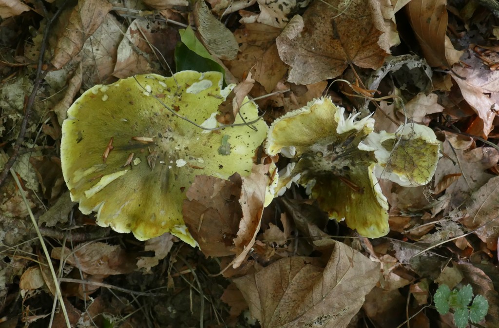 Grøngul Ridderhat (Tricholoma sejunctum)