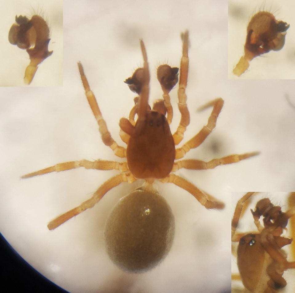 Tapinocyba insecta (Tapinocyba insecta)