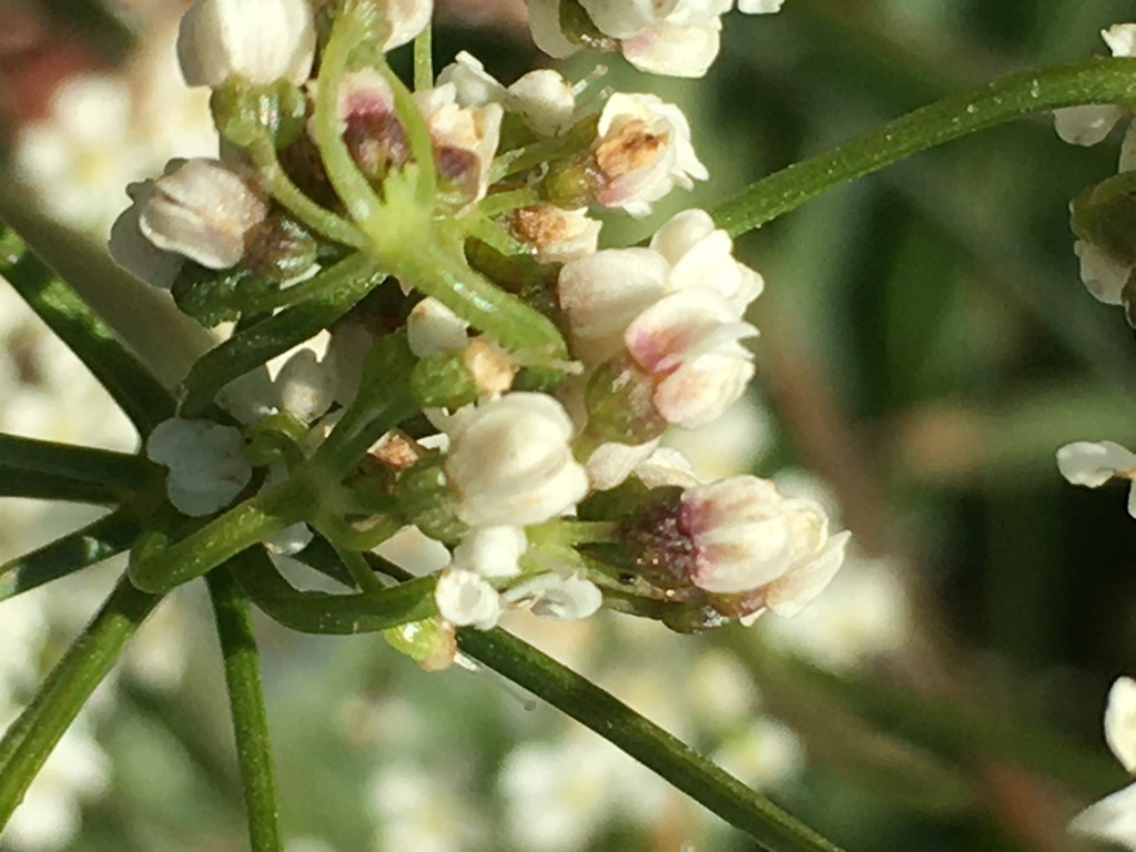 Diodaulus traili (Diodaulus traili)