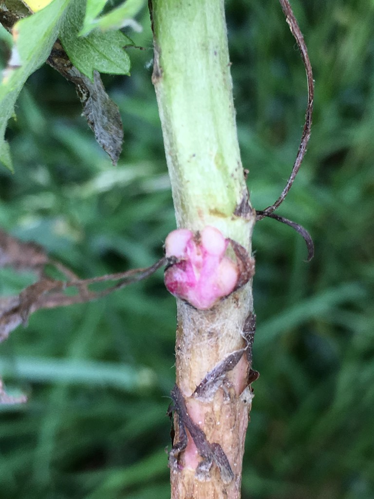 Rhopalomyia baccarum (Rhopalomyia baccarum)