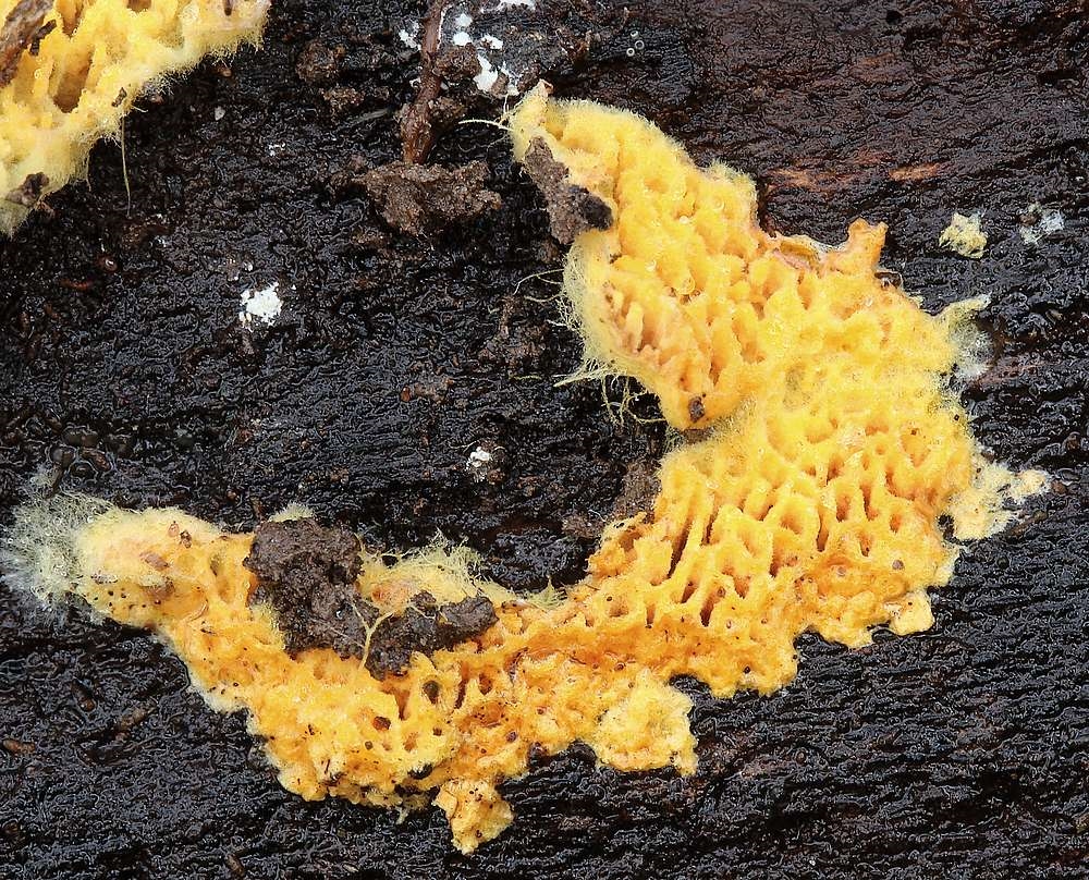 Labyrint-Citrushinde (Lindtneria trachyspora)