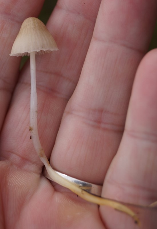 Mycena epipterygia var. epipterygia (Mycena epipterygia var. epipterygia)