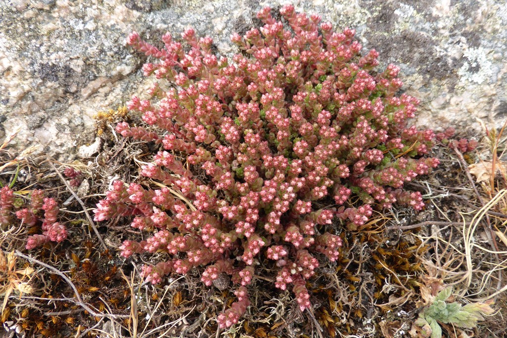 Engelsk Stenurt (Sedum anglicum)
