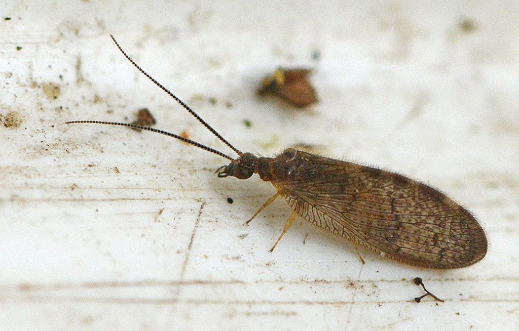 Sympherobius elegans (Sympherobius elegans)
