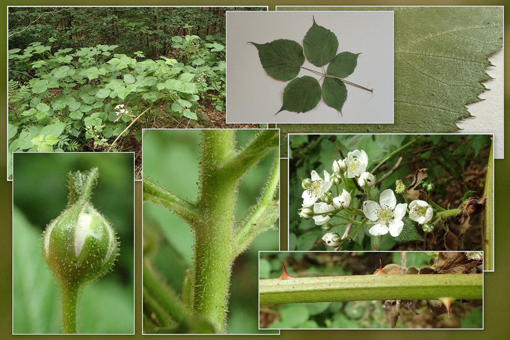 Arter Der Begynder Med 'Macrochilo ' - Naturbasen