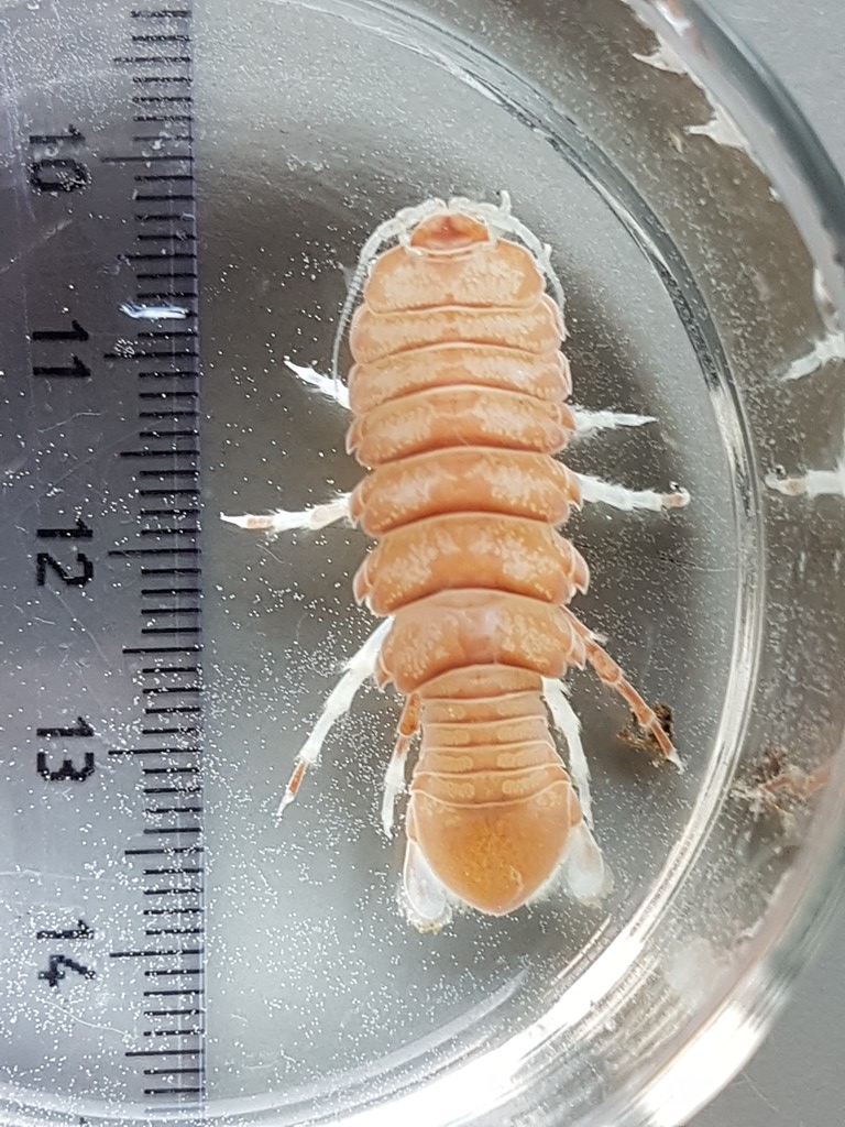 Syscenus infelix (Syscenus infelix)