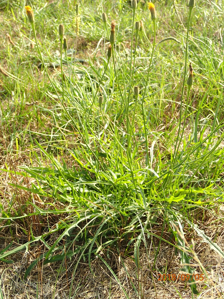 Høst-Borst (Scorzoneroides autumnalis)