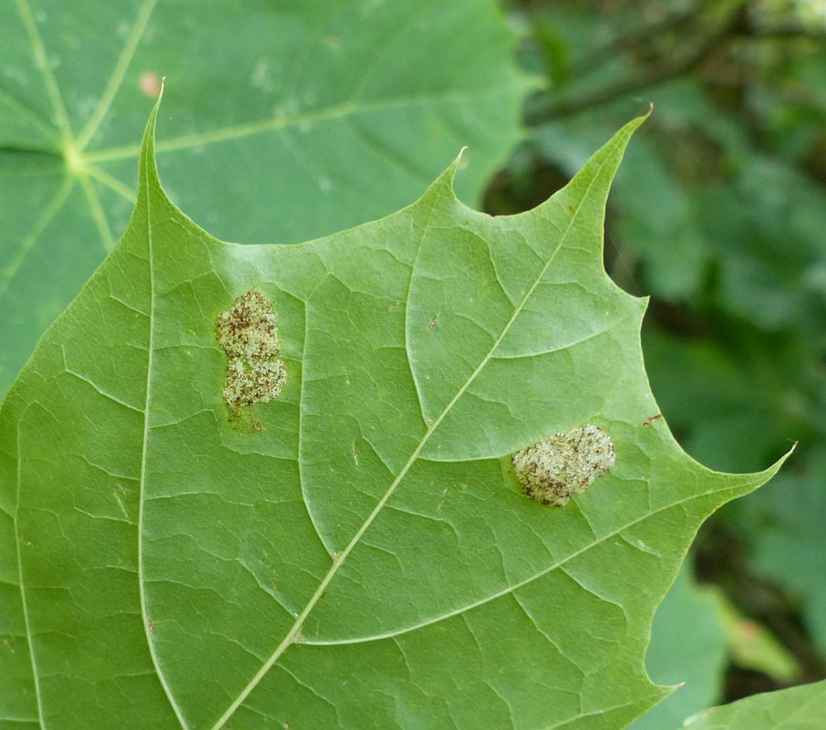 Eriophyes platanoideus (Eriophyes platanoideus)