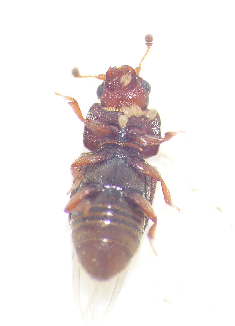 Carpophilus truncatus (Carpophilus truncatus)