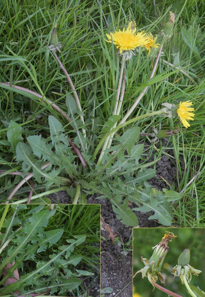 Broddesons Vejmælkebøtte (Taraxacum broddesonii)