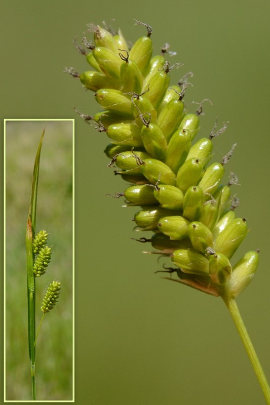 Bleg Star (Carex pallescens)