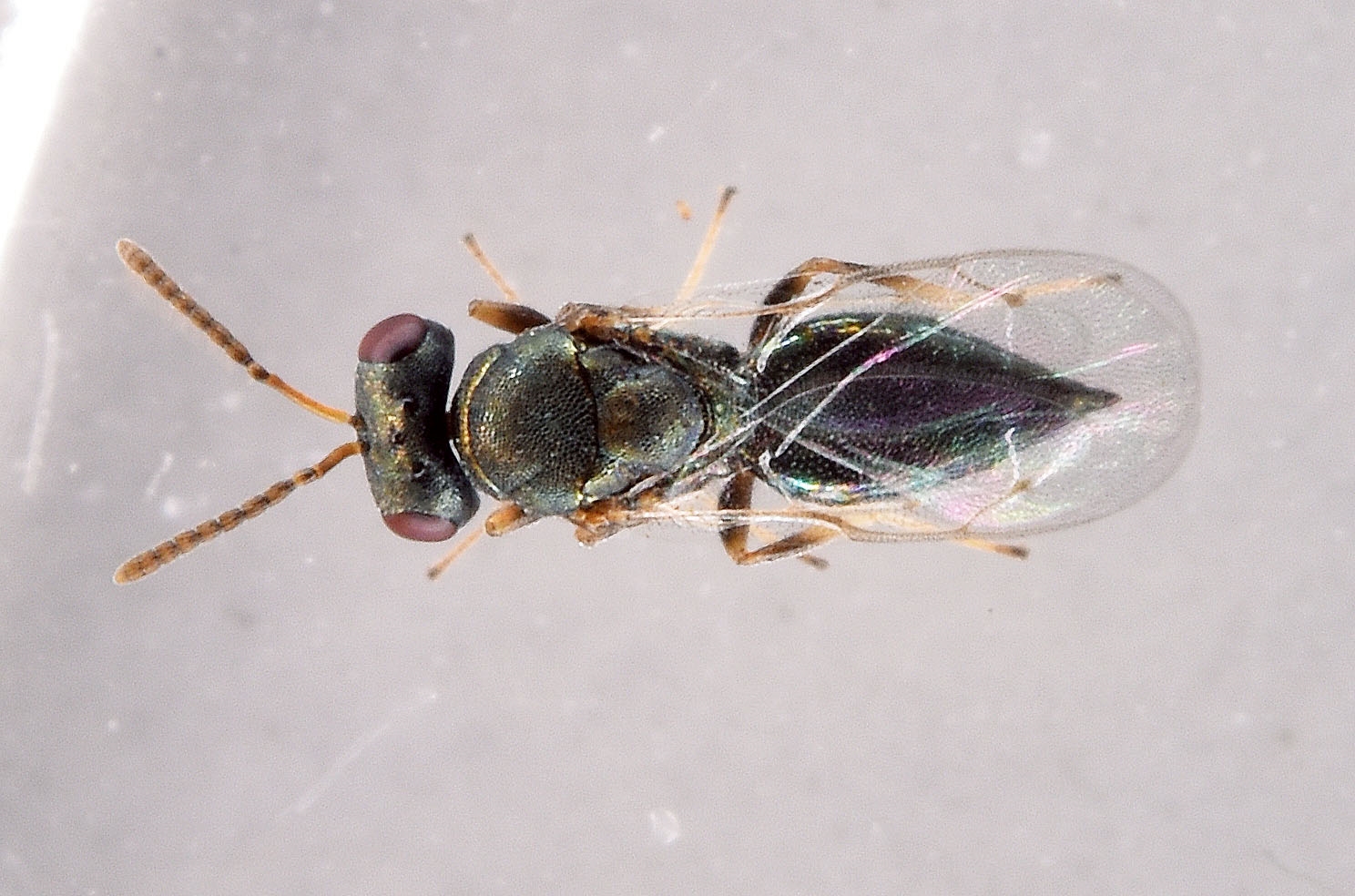 Pteromalus bedeguaris (Pteromalus bedeguaris)
