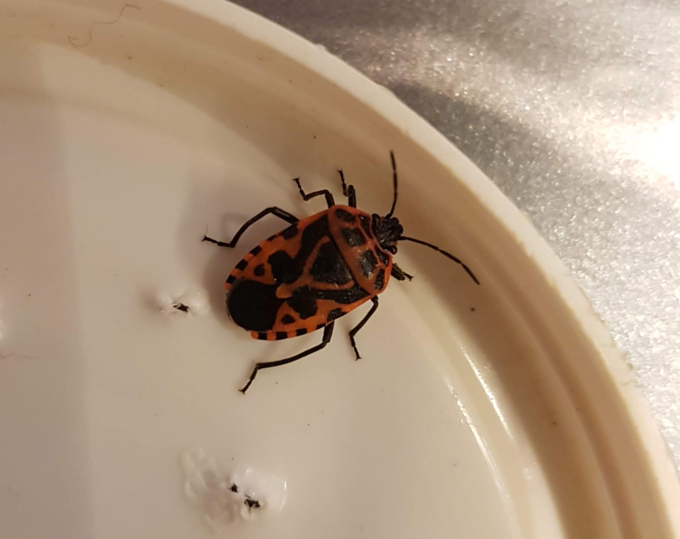 Eurydema ventralis (Eurydema ventralis)