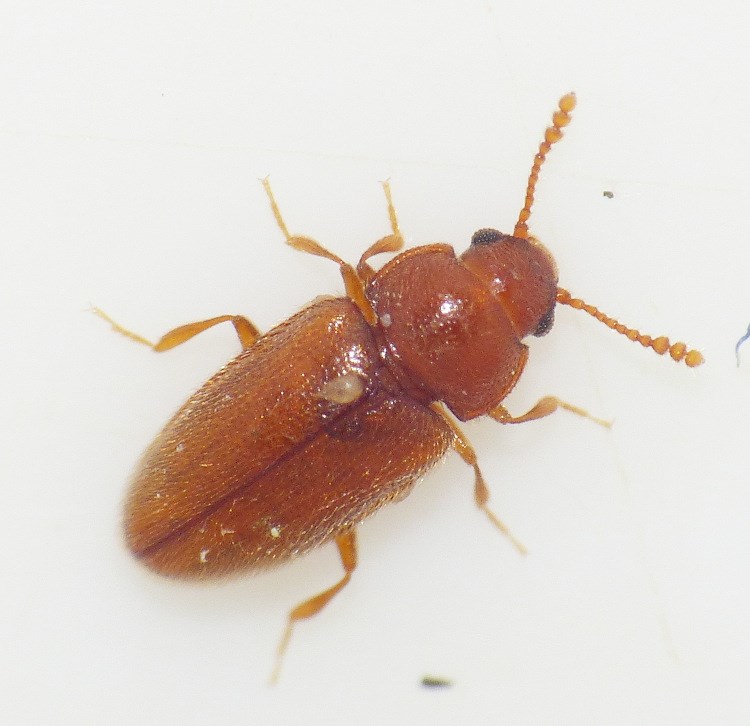 Cryptophilus integer (Cryptophilus integer)