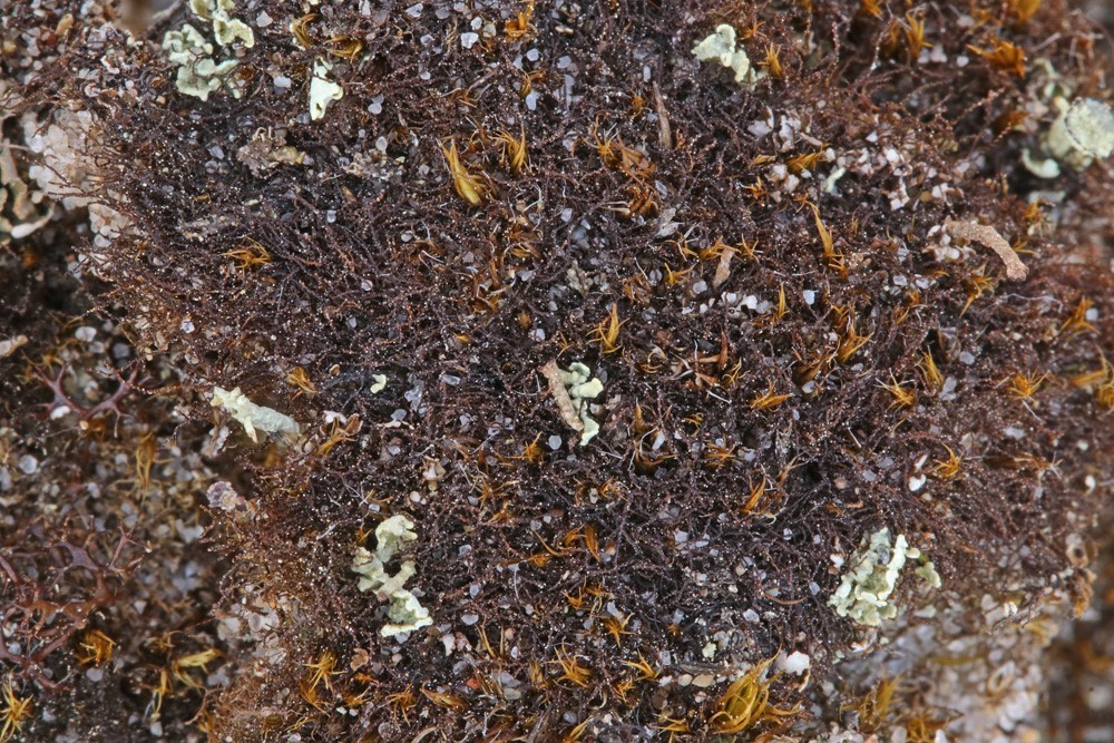 Mørk Dværgtråd (Cephaloziella divaricata)