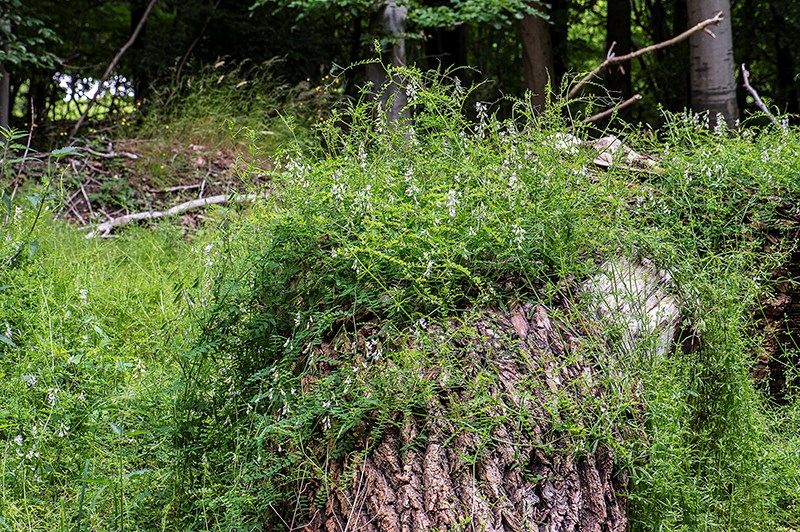 Skov-Vikke (Vicia sylvatica)